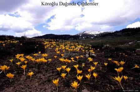 Köroğlu dağında çiğdemler