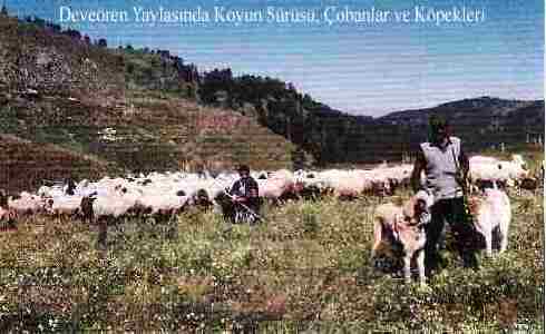 Koyun sürüsü, çobanlar ve köpekleri